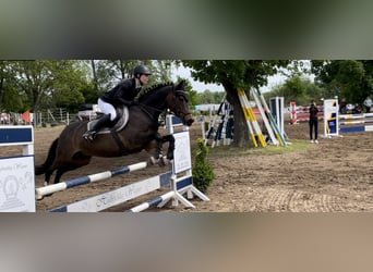 German Riding Pony, Gelding, 12 years, 14.2 hh, Bay-Dark