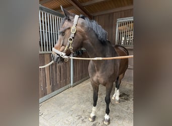 German Riding Pony, Gelding, 12 years, 14.2 hh, Bay-Dark