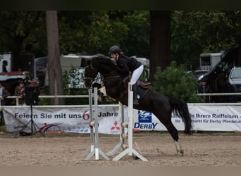 German Riding Pony, Gelding, 12 years, 14.2 hh, Black
