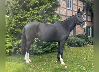 Deutsches Reitpony, Wallach, 12 Jahre, 14,2 hh, Rappe