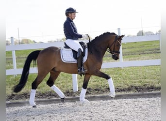 German Riding Pony, Gelding, 12 years, 14.2 hh, Brown