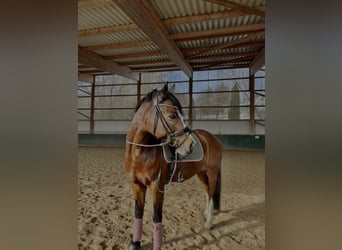 German Riding Pony, Gelding, 12 years, 14.2 hh, Brown