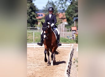 German Riding Pony, Gelding, 12 years, 14.2 hh, Brown