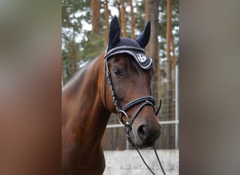 German Riding Pony, Gelding, 12 years, 14.2 hh, Brown