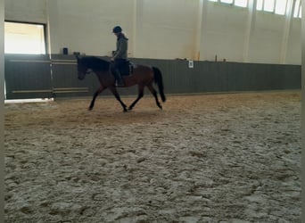 German Riding Pony, Gelding, 12 years, 14.2 hh, Brown