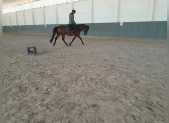 German Riding Pony, Gelding, 12 years, 14.2 hh, Brown