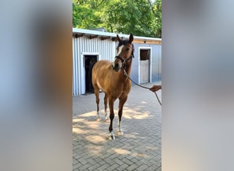 German Riding Pony, Gelding, 12 years, 14.2 hh, Brown