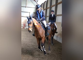 German Riding Pony, Gelding, 12 years, 14.2 hh, Brown