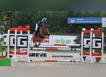German Riding Pony, Gelding, 12 years, 14.2 hh, Brown