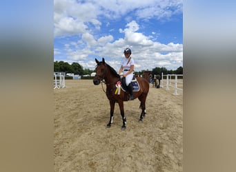 German Riding Pony, Gelding, 12 years, 14,2 hh, Brown