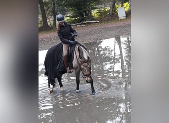 German Riding Pony, Gelding, 12 years, 14.2 hh, Buckskin