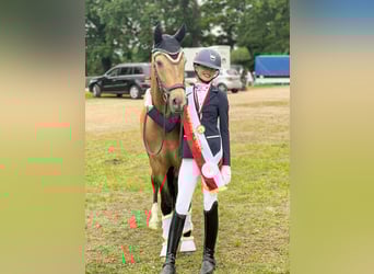 German Riding Pony, Gelding, 12 years, 14.2 hh, Buckskin