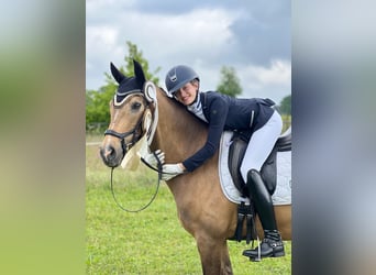 German Riding Pony, Gelding, 12 years, 14.2 hh, Buckskin