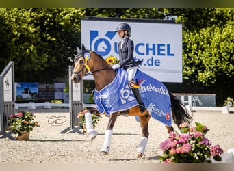 German Riding Pony, Gelding, 12 years, 14.2 hh, Buckskin