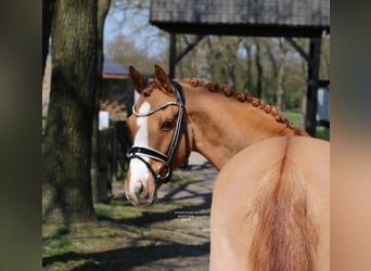 German Riding Pony, Gelding, 12 years, 14.2 hh, Chestnut-Red