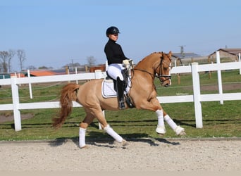 German Riding Pony, Gelding, 12 years, 14.2 hh, Chestnut-Red