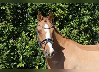 German Riding Pony, Gelding, 12 years, 14.2 hh, Chestnut-Red