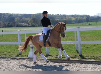 German Riding Pony, Gelding, 12 years, 14.2 hh, Chestnut-Red