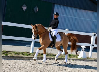 German Riding Pony, Gelding, 12 years, 14.2 hh, Chestnut-Red