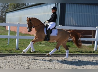 German Riding Pony, Gelding, 12 years, 14.2 hh, Chestnut-Red