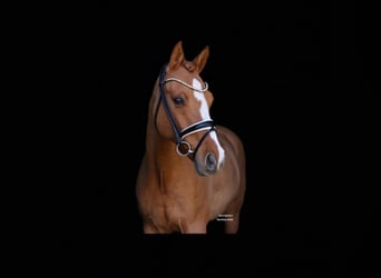German Riding Pony, Gelding, 12 years, 14.2 hh, Chestnut-Red