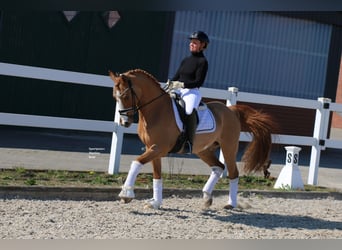 German Riding Pony, Gelding, 12 years, 14.2 hh, Chestnut-Red