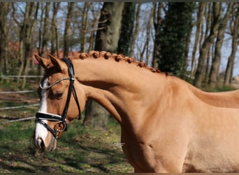 German Riding Pony, Gelding, 12 years, 14.2 hh, Chestnut-Red