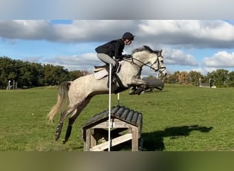 German Riding Pony, Gelding, 12 years, 14.2 hh, Gray-Red-Tan