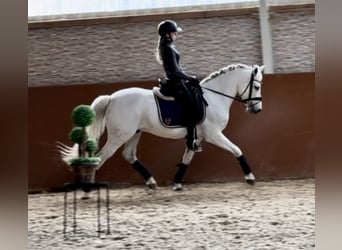 German Riding Pony, Gelding, 12 years, 14.2 hh, Gray