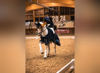 German Riding Pony, Gelding, 12 years, 14.2 hh, Palomino