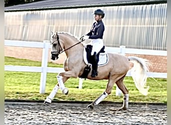 German Riding Pony, Gelding, 12 years, 14.2 hh, Palomino