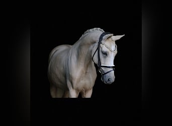 German Riding Pony, Gelding, 12 years, 14.2 hh, Palomino