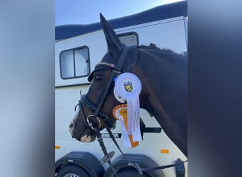 German Riding Pony, Gelding, 12 years, 14 hh, Bay-Dark