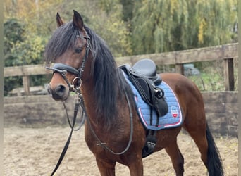 Deutsches Reitpony, Wallach, 12 Jahre, 14 hh, Brauner