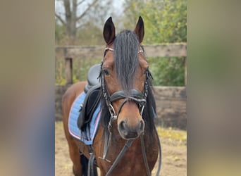 Deutsches Reitpony, Wallach, 12 Jahre, 14 hh, Brauner