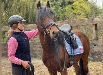 Deutsches Reitpony, Wallach, 12 Jahre, 14 hh, Brauner