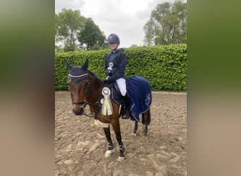 German Riding Pony, Gelding, 12 years, 14 hh