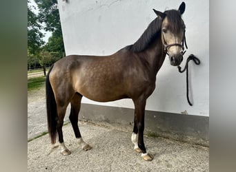 German Riding Pony, Gelding, 12 years, 14,1 hh, Buckskin