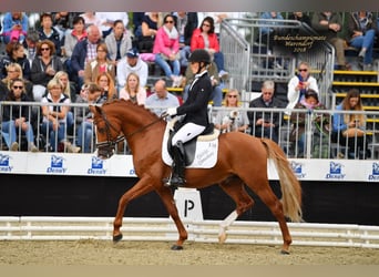 German Riding Pony, Gelding, 12 years, 14,1 hh, Chestnut-Red