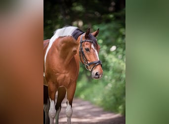 German Riding Pony, Gelding, 12 years, 14,1 hh, Pinto