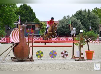 German Riding Pony, Gelding, 12 years, 14,2 hh, Chestnut-Red