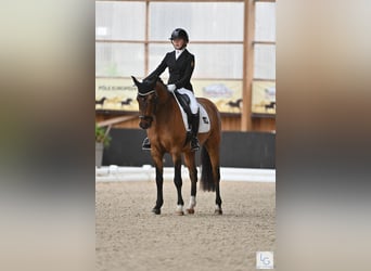 German Riding Pony, Gelding, 12 years, 14,2 hh, Dun