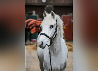 German Riding Pony, Gelding, 12 years, 14,2 hh, Gray-Dark-Tan