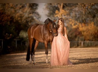 German Riding Pony, Gelding, 12 years, 15 hh, Brown