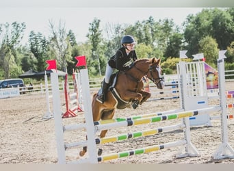 German Riding Pony, Gelding, 12 years, Chestnut