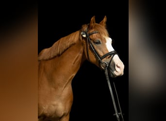 German Riding Pony Mix, Gelding, 12 years, Chestnut-Red