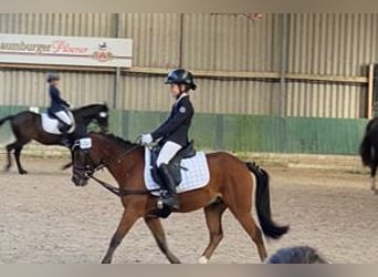 German Riding Pony Mix, Gelding, 13 years, 12.1 hh, Brown