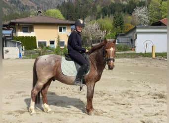 German Riding Pony, Gelding, 13 years, 13.2 hh, Gray-Red-Tan