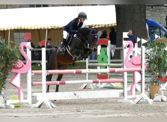 German Riding Pony, Gelding, 13 years, 14.1 hh, Brown