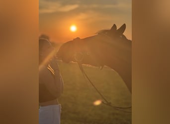 German Riding Pony, Gelding, 13 years, 14.1 hh, Brown